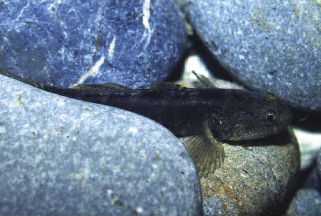 Tridentiger trigonocephalus